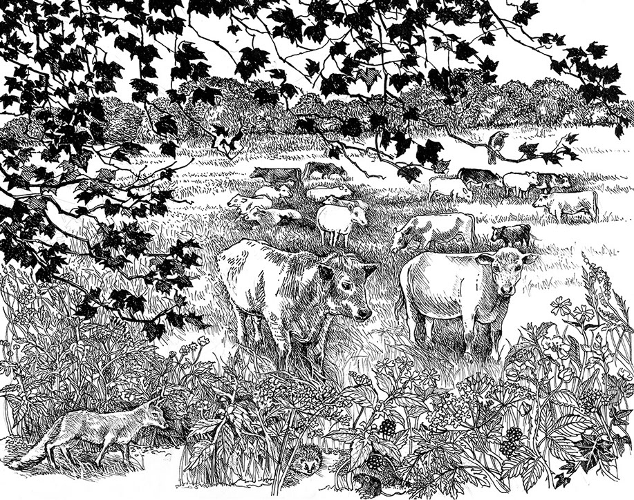 Suszie Vignoles artist Illustrator, Richmond