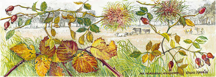 Suszie Vignoles artist Illustrator, Richmond